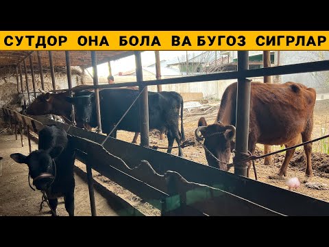 Видео: СУТДОР  ОНА  БОЛА  ВА БУГОЗ  СИГРЛАР  МУРОДБЕК