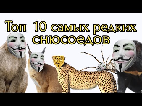 Видео: Топ 10 самых редких Снюсоедов в мире