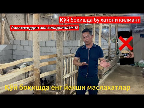 Видео: Қўй боқишда бу хатони қилманг❌ Ривожиддин акадан олтинга тенг маслахатлар