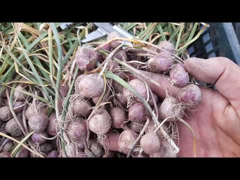 Видео: Уборка и обзор однозубки чеснока - сорт Любаша.