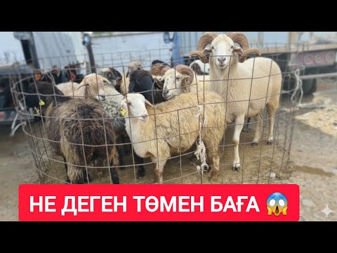 Видео: ҚЫЗЫЛОРДА МАЛ БАЗАРЫ, ҚОЙ ЕШКІ ТОҚТЫ ҚОШҚАР ТЕКЕ БАҒАЛАРЫ.