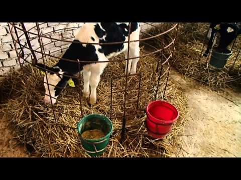 Видео: Как вырастить тёлку. How to grow a healthy calf.