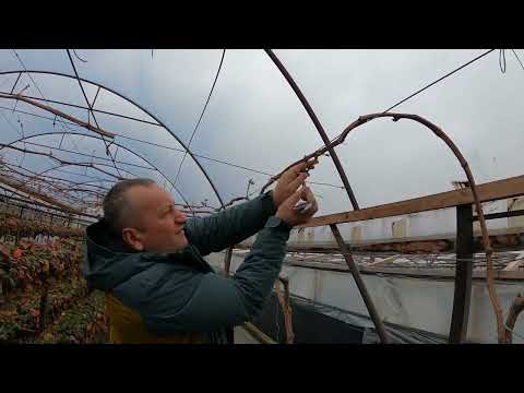 Видео: Обрезка и подвязка винограда в теплице, профессионалом в этом деле@ZubtsovSergey