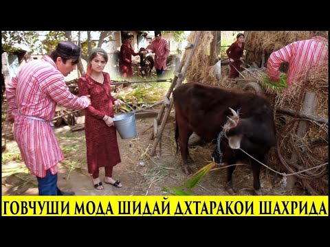 Видео: Ота Мара Кай Шу Мети Гов Чушира Ёда Гирифтам