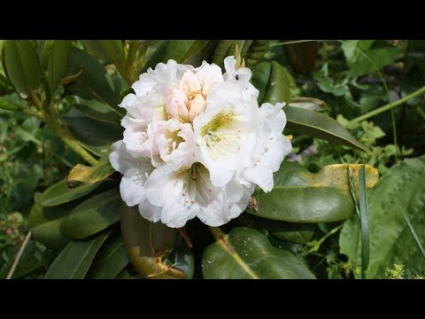 Видео: В гостях у Натальи Петренко  Как перезимовали рододендроны.