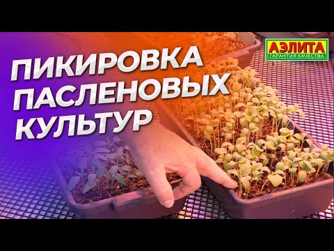 Видео: ПИКИРОВКА ПЕРЦЕВ, ТОМАТОВ и БАКЛАЖАНОВ. Когда и как пикировать пасленовые культуры?