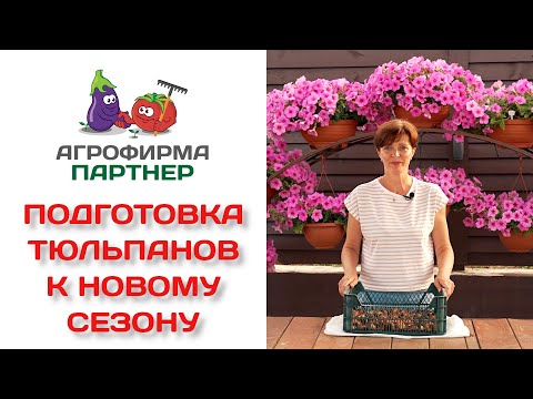 Видео: Подготовка тюльпанов к новому сезону