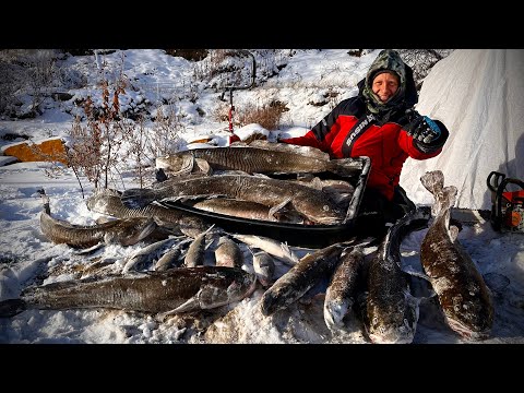 Видео: ЭТО НЕВОЗМОЖНО! ТАКАЯ РЫБАЛКА ТОЛЬКО ЗДЕСЬ! СИГ НА БЛЕСНУ, НАЛИМ НА ЖЕРЛИЦЫ! КРУПНЯК НА РЕКЕ ЛЕНА!