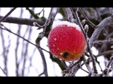 Видео: Сад - Зимнее опрыскивание плодовых деревьев