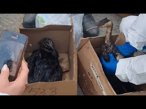 Видео: #АНАПА ВЫБРОСЫ ПРОДОЛЖАЮТСЯ. ГИБНУТ ПТИЦЫ. ПЛЯЖИ ДЖЕМЕТЕ И ВИТЯЗЕВО.