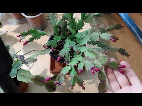 Видео: Декабрист, зигокактус, шлюмбергера - условия содержания.