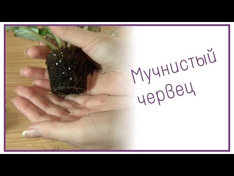 Видео: Мучнистый червец на фиалках