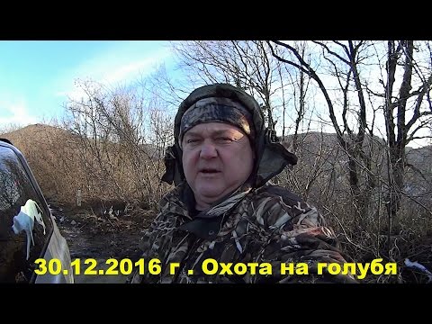 Видео: Охота на голубя | Охота на вяхиря | сезон 2016 | Лабрадор ритривер 30 12 2016 г. Выпуск № 2