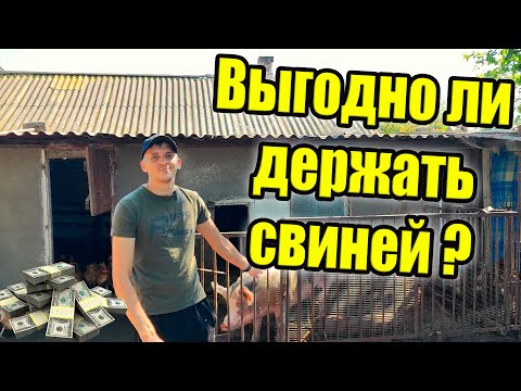 Видео: Выгодно ли свиноводство?