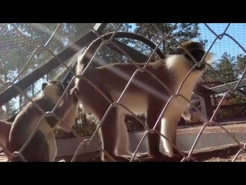 Видео: Любим ден от Зоопарк Стара Загора #walk #zoopark #starazagora #lovely