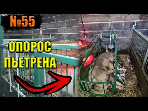 Видео: №55 Первый опорос свиноматки (пьетрен)! в опоросном станке!?