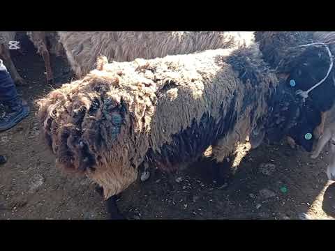 Видео: Кой козу бааларын билип алыныздар 02.11.25