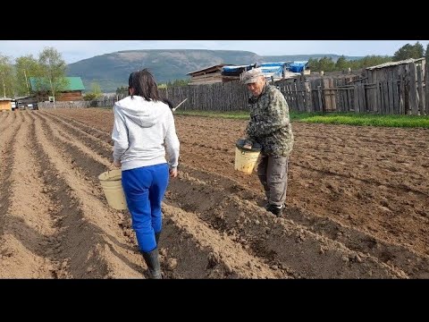 Видео: Посадка картофеля село Дабан 2025г