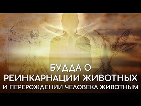 Видео: Реинкарнация животных. Будда о перерождении человека в животное. Куда попадают животные после смерти