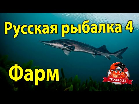 Видео: Русская рыбалка 4 Фарм Ахтуба Осётр Русский