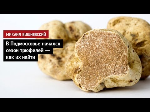 Видео: Михаил Вишневский: В Подмосковье начался сезон трюфелей
