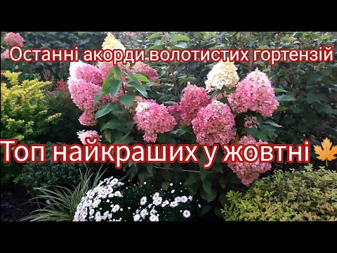 Видео: Останні акорди волотистих гортензій💮Топ -3 найкращих в жовтні🍁