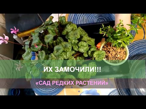 Видео: Способ 3. Как оставить цветы на время отъезда. Замачивание