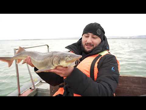 Видео: Шашлык из осетрины. Вот это улов! Русский осетр, рыбалка