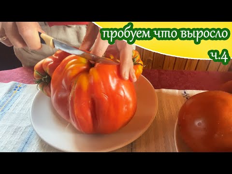 Видео: Дегустация сортовых томатов ч.4/ Моё мнение о вкусе выросших у меня Польских слив тётушки Сварло