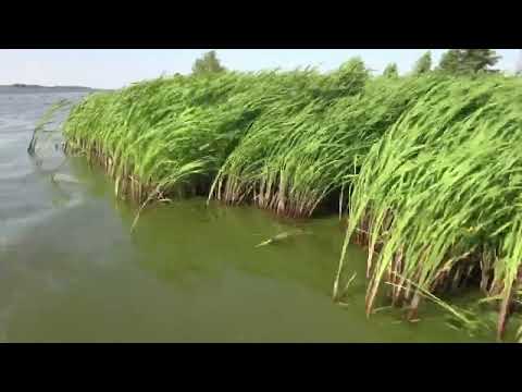 Видео: Демонстрация болотохода заказчику