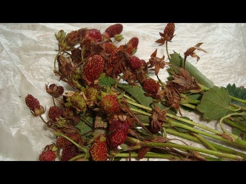 Видео: ПОЧЕМУ  СОХНУТ ЯГОДЫ  КЛУБНИКИ НА  КУСТАХ ПРИЧИНЫ ЗАСЫХАНИЯ ЯГОД КЛУБНИКИ НА КУСТАХ