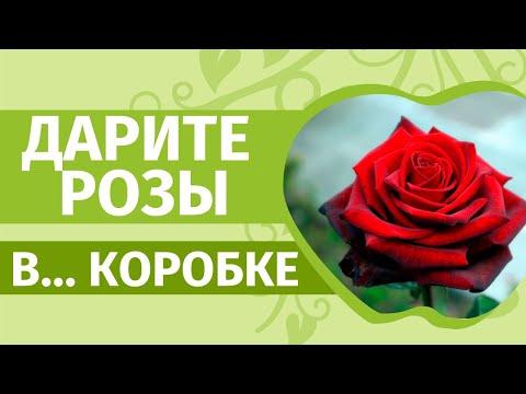 Видео: Розы в коробке. Как и куда посадить розы, купленные ранней весной.