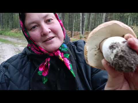 Видео: Белые боровые/Грибная радость/часть 1/Рязанская область/Мещера