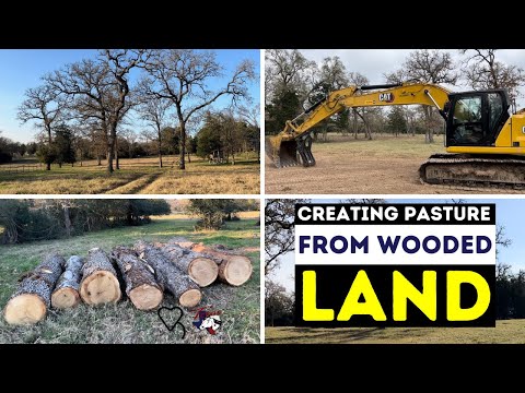 Видео: Создание пастбищ на лесных землях | Регенеративное ранчо