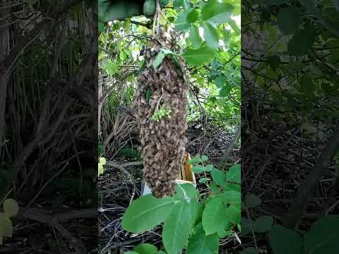 Видео: Продам пчёл