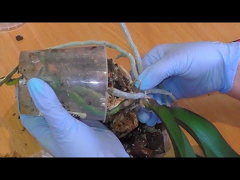 Видео: Пересадить орхидею Оспариваю общепринятые понятия о времени пересадки орхидей