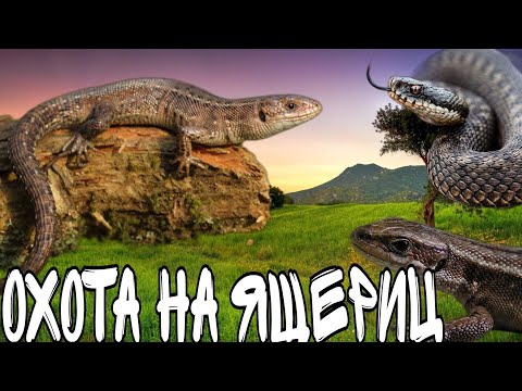 Видео: ЛОВЛЮ ЯЩЕРИЦ! КАК ПОЙМАТЬ ЯЩЕРИЦУ? #ящерицы #прыткаяящерица