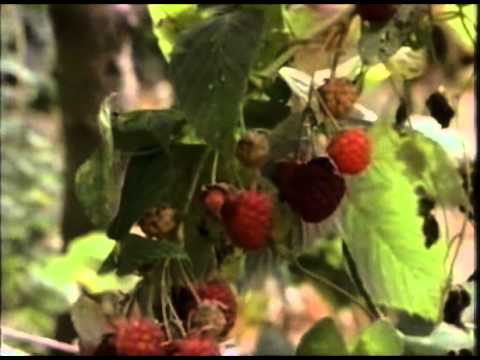 Видео: "Глобальный садовник" - Серия 3 "Холодный климат"
