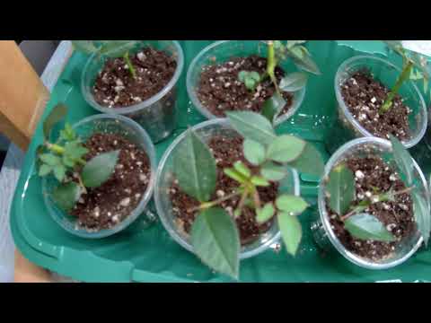 Видео: Роза Кордана.Продолжение о черенковании. Мой опыт.