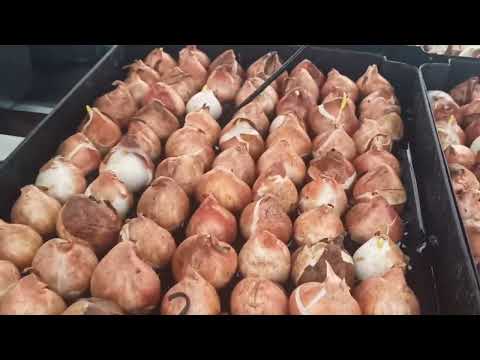 Видео: Итоги посадки луковиц тюльпанов.