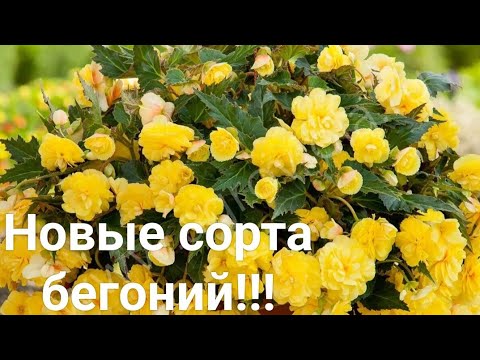 Видео: Обзор на новые сорта бегоний в моей коллекции!!!!!