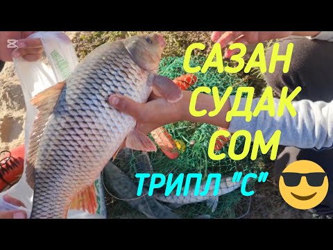 Видео: КАРП, ЩУКА, СОМ. ТРОЙНАЯ "С"😎