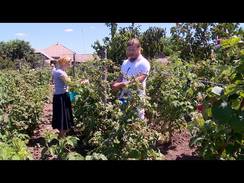 Видео: Покровская малина