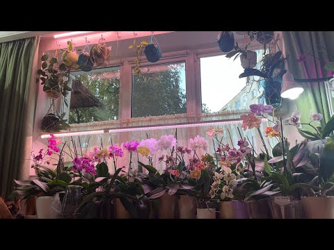 Видео: Как устроены мои джунгли на подоконнике ☘️🪴 Про французские шторы, лампы, крючки, вязаные кашпо 🌸