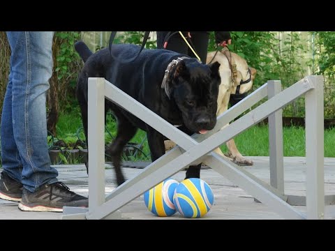 Видео: ДТ - 362. Три кане-корсо: итальянская забастовка