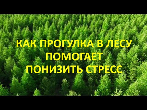 Видео: Как прогулка в лесу помогает понизить стресс