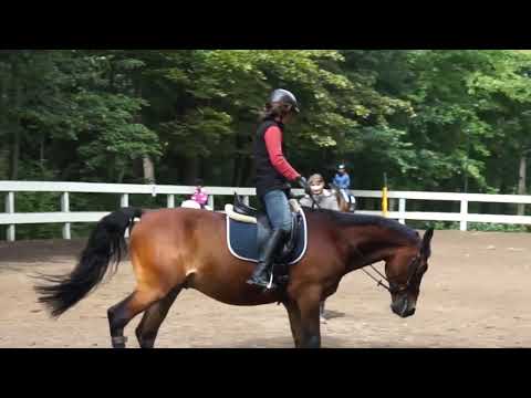 Видео: Работа лошади вперед-вниз. Лошадь расслабляется и работает спиной