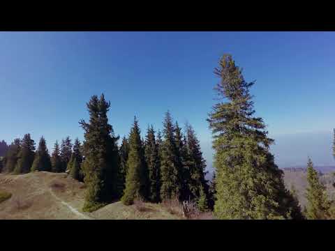 Видео: Лунная поляна и Кок жайлау где мы посадили тяньшанскую ель