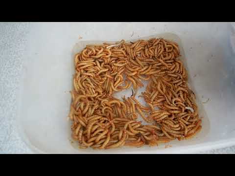 Видео: Начало кормления  свежих насекомоядных птиц.