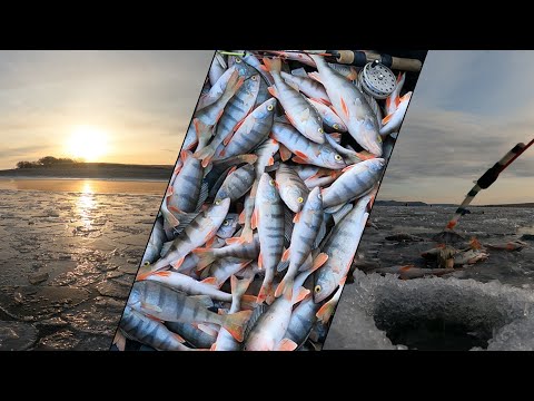 Видео: ОКУНЬ ДУРЕЕТ ОТ ЭТОЙ БЛЕСНЫ | КУЧА РЫБЫ ЗА 3 ЧАСА